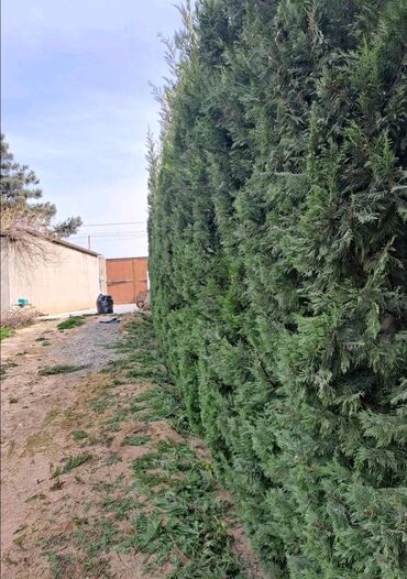 Landşaft işləri: Bağbanam kime bağban lazımdırsa buyura biler — 12