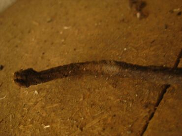 Другие строительные материалы: Продаю: Сальниковую набивку АП - 31
Шнур 6 мм и 8 мм
Цена за 1 кг — 8