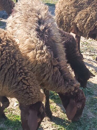 mal bazarı: 2 çi qarindir cavan heyvandir bogazdir