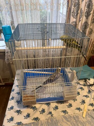 голуби животное: Молодая пара попугайчиков. Продается вместе с клеткой