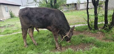 Коровы, быки: Продаю | Бык (самец) | Ангус, Швицкая
