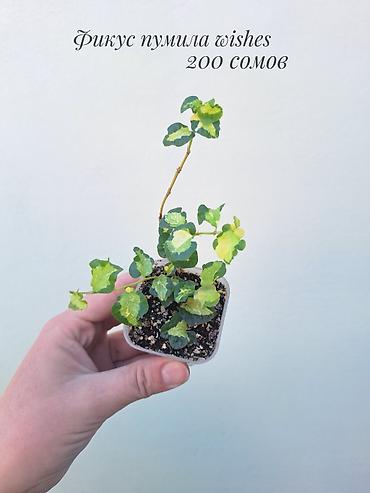 фикус: 🪴 Фикусы разных сортов в продаже. 🌿 Названия сортов и цены указаны на — 4