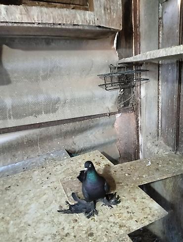 Птицы: Продаю молодых голубей 1 шт стоит пятьсот сом окончательно родители — 5