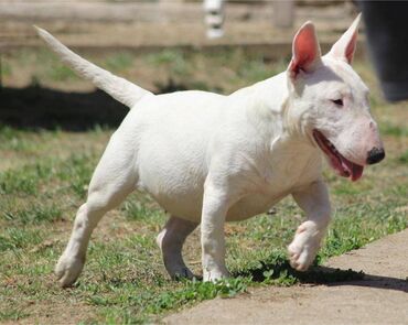 benetton jakne za pse: Na prodaju štenci Mini bull terijera stari 6 meseci, sa FCI
