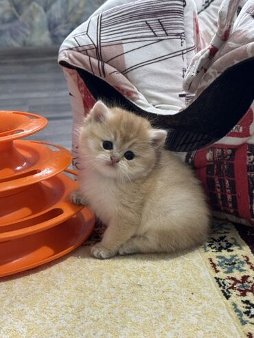 cins pişik: Qızıl şinşilla, Erkək, Dişi, Yaxşı əllərə, Ünvandan götürmə, Ödənişli çatdırılma, Rayonlara çatdırılma