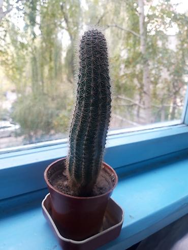 кактус эхинопсис: Коллекция домашних кактусов (разные виды Echinopsis/Trichocereus и — 3