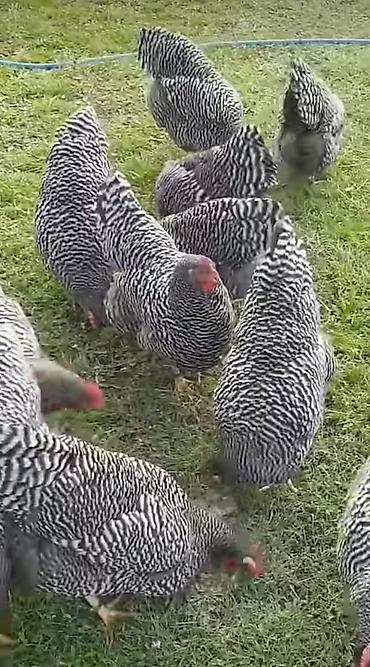 quban toyuqlari: Toyuq, Australorp, Yumurtalıq, Pulsuz çatdırılma — 2
