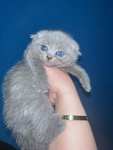 Pişiklər: Şotland — 1