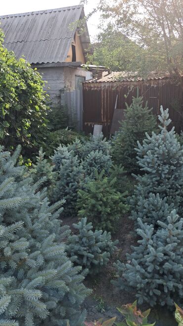 Декоративные деревья: Саженцы деревьев: Ели — 5