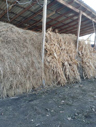 хлеб на корм: Пресстелбеген огороддон орулган чоп сатам 200дой тук чыгат арзан