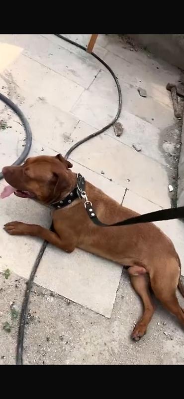 pitbul itlər: Pitbul, Erkək — 3