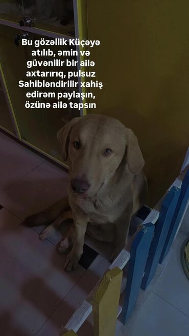 пудель карликовый цена: Pulsuz sahibləndirmə – mehriban it - Növ: it (orta ölçülü) - Rəng