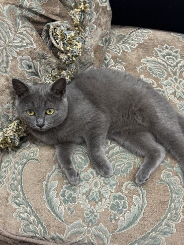 британская короткошерстная кошка золотая шиншилла: Британская короткошёрстная, 4 месяца, Мальчик, Серый, Приучена к лотку, Проглистована
