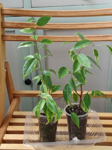 фикус ретуза гавайская: •Фикус Бенджамина - 200 сомов (большое растение не на продажу, для