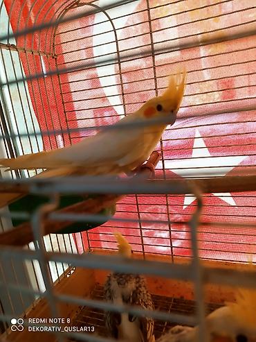 Tutuquşları: Salam. valnisti ve cex cexden donme cex vistivkanin qarisigi adi ile — 13