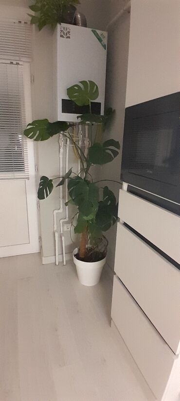 диффенбахия купить: Монстера делициоза (Monstera deliciosa) в напольном горшке - Крупное