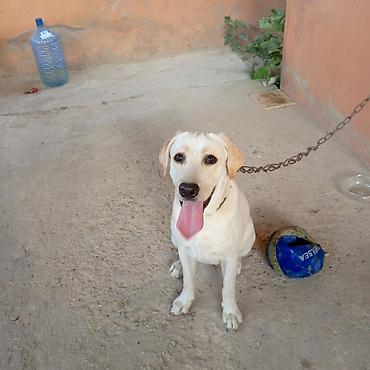 İtlər: Labrador-retriver, 11 ay, Dişi — 1