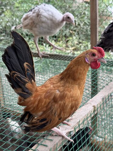 купить цыплят с птицефабрики: 🐣Продаю декоративные карликовые породы кур и петухов! Отличные