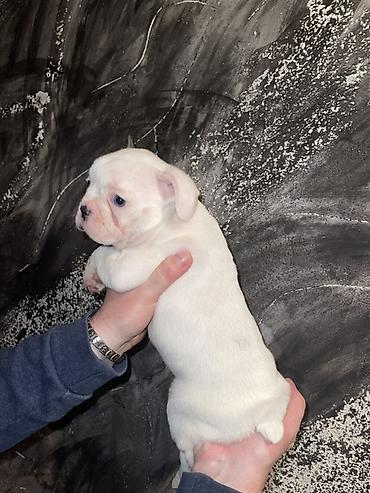 kucne kosnice: Francuski bulldog štene, jedinstven merle šare. Kompaktno, snažno — 10