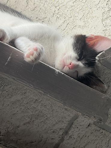 котят ош: Котята домашние, короткошёрстные, окрасы: серо-белый биколор и — 4