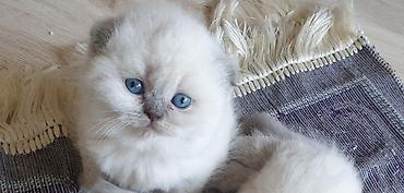 Pişiklər: Yaxşı əllərə — 6