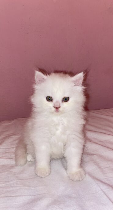 голая кошка сфинкс цена: Скотиш Страйт (Шотландская прямоухая), 2 месяца, Мальчик, Белый, Приучена к лотку, Проглистована