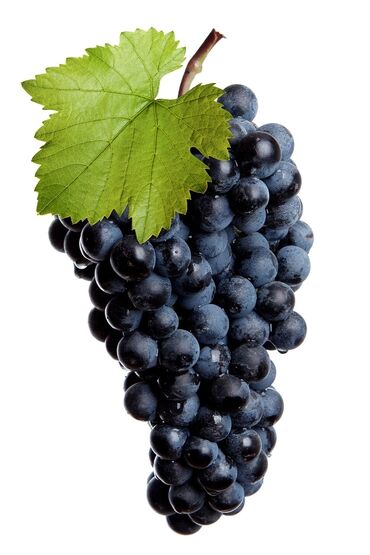 кассир без опыта: Обрезка винограда качественно
