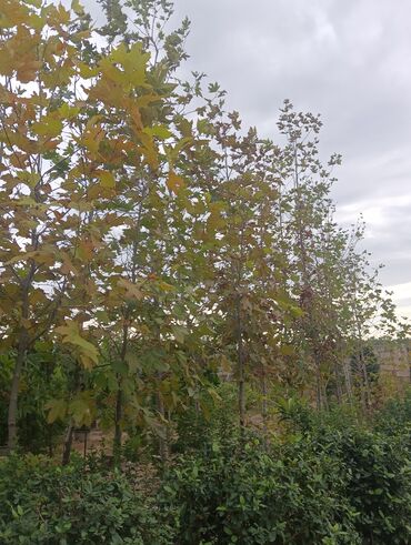 Ağaclar: Xan cinar 3metir 4 metrlik 15 azin çox alsaz mzakire olunacaq — 5