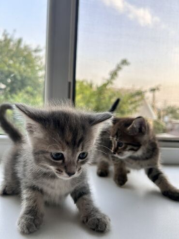 белый котенок с голубыми глазами купить: Беспородная, 1 месяц, Девочка, Серый
