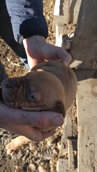 İtlər: Pitbul, 1 ay, Erkek, Peyvəndli, Pulsuz çatdırılma — 16