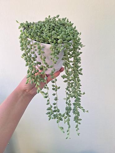бусин: Крестовник Геррейна (Senecio herreianus, «жемчужная нить») — ампельный — 3