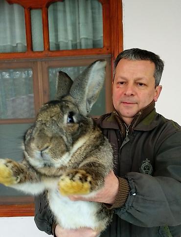 Dovşanlar: FLANDR (Belçika nəhəngi) – İri ölçü, yüksək gəlir! Təmiz qanlı Flandr — 3