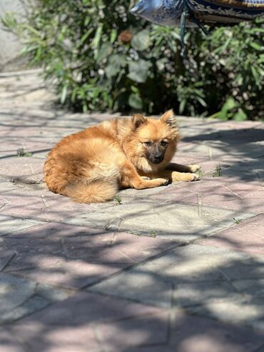 pomeranian şpitz: Şpitz, 1 il, Erkek, Peyvəndli, Pulsuz çatdırılma