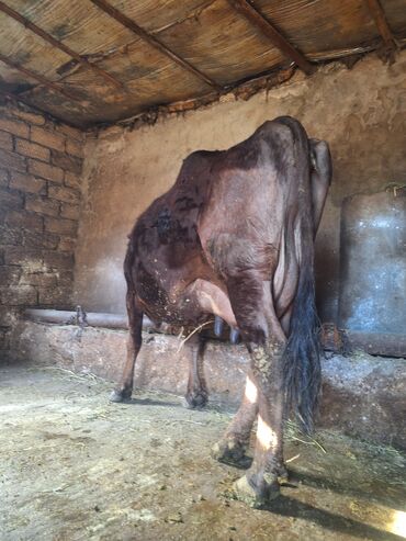 Коровы, быки: Самка, лет: 4, 650 кг, Для разведения, Для молока
