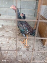 купить декоративных курей: Сатам | Тооктор, Короздор | Дакан | Көбөйтүү үчүн, Жумуртка туудуруу үчүн