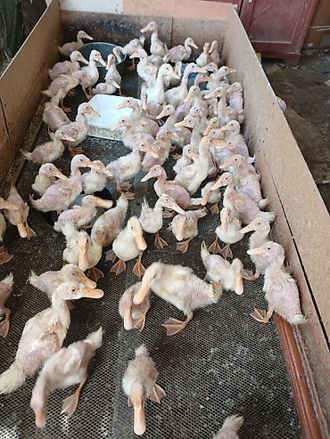 lal ördek: Məhsul: Ördək balaları (cücələr) Pekin ördek balalari 40günlükler — 2