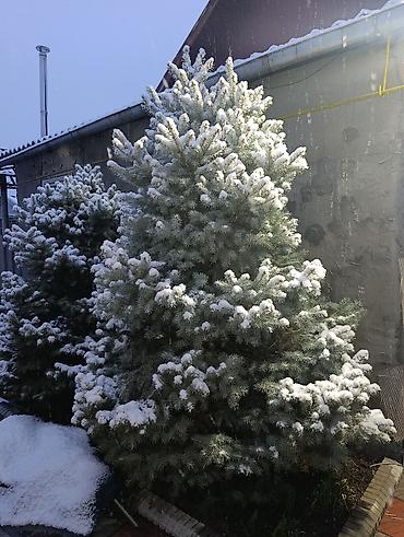 Пихта: Пихты/ели для участка - Живые хвойные деревья, выращенные на — 6