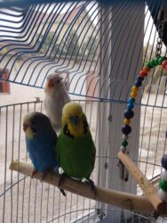 Oyuncaqlar: Quşlar satılır.Hazır cütlüklər,3 dəfə bala veriblər,indidə yumurtaya -da lalafo.az — 2 Oyuncaqlar: Quşlar satılır.Hazır cütlüklər,3 dəfə bala veriblər,indidə yumurtaya — 2