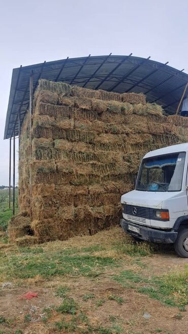 куплю сено в тюках: Срочно чоп тюп сатабыз 1300шт биринчи коз баасы келишим турдо