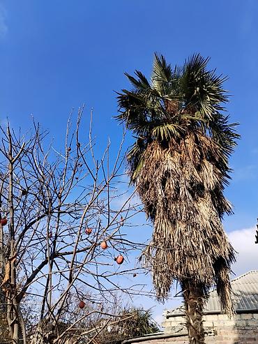 dekorativ ağac topiariya: Məhsul: Palma ağacı (Trachycarpus tipli fan-palması) uzunluğu 8-10 — 3