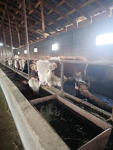 Коровы, быки: Продаю | Бык (самец) | Герефорд | На откорм | Племенные — 22