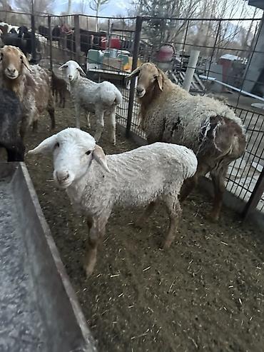 Баран, овца: Продаю | Баран (самец) | Полукровка | Для разведения — 2