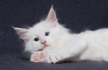 именные ошейники для кошек на заказ: Белоснежный котёнок с разноцветными глазами (гетерохромия): один глаз