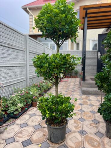 Драцены и Сансевиерии: Драцены и Сансевиерии — 2