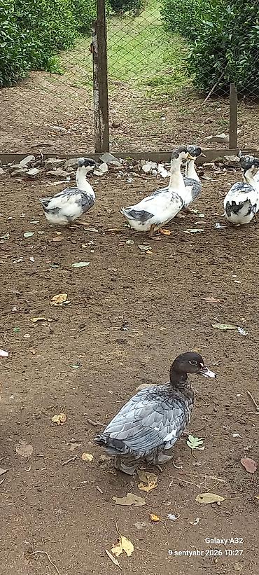Сельхозптицы: Tam sağlam ev quşları.Yaponka xoruzlar,Ətlik sort ördəklər.Unvan — 8