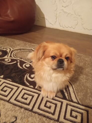 Heyvanlar: Pekines, 1 il, Erkek