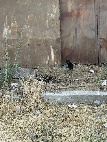 Мышыктар: Котята от черепаховой кошки Возраст точно не известен, отдаются в — 2