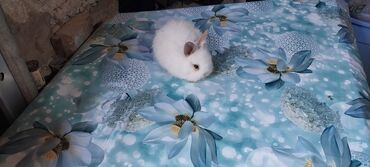 Dovşanlar: 🟠 Ev dovşanı balalarına super endirim kampaniyası. müvəqqəti olaraq 50 — 5