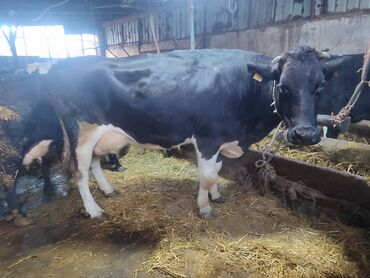 Коровы, быки: Продаю | Корова (самка) | Голштин | Для молока | Привязанные — 7