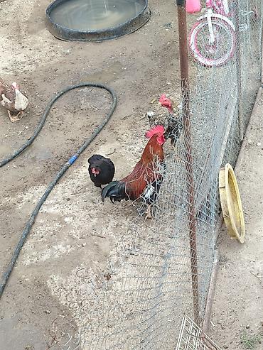 quşlar: Ev quşları satılır – toyuq və xoruzlar - Rəng müxtəlifliyi — 1